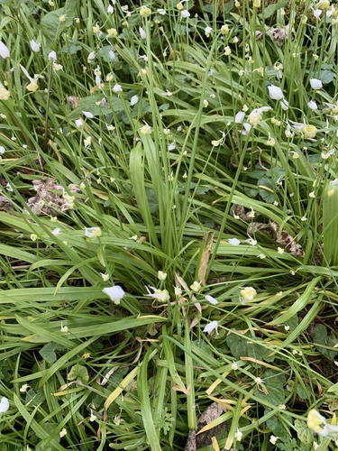 Allium paradoxum (Few-flowered leek) — photo