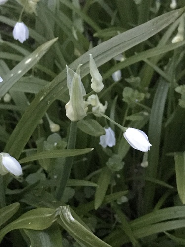 Allium paradoxum (Few-flowered leek) — photo