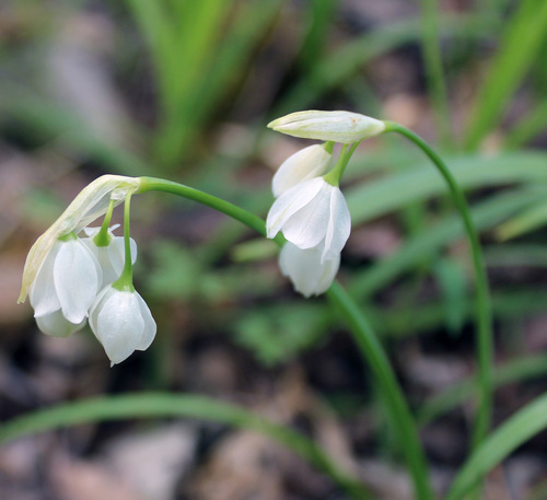 Allium paradoxum