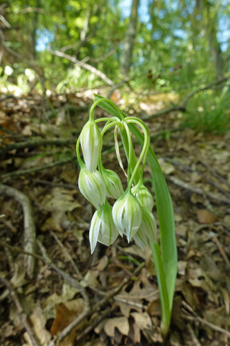 Allium pendulinum (Italian garlic) — photo