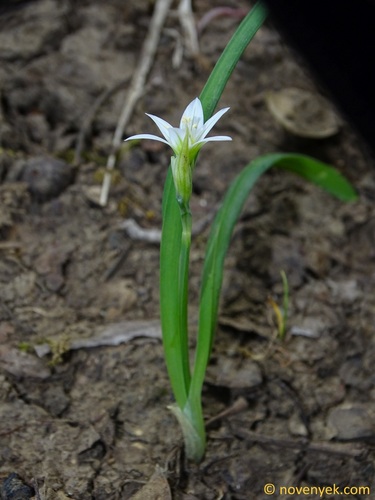 Allium pendulinum