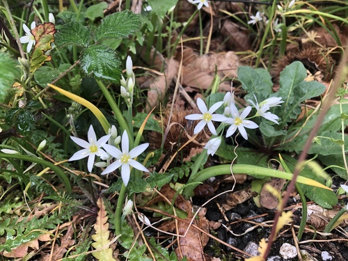 Allium pendulinum (Italian garlic) — photo