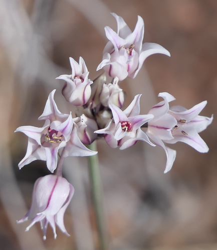Allium perdulce (Plains onion) — photo