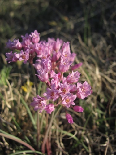 Allium perdulce