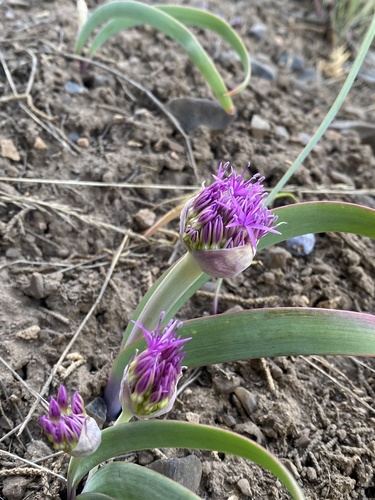 Allium platycaule (Broadstemmed onion) — photo