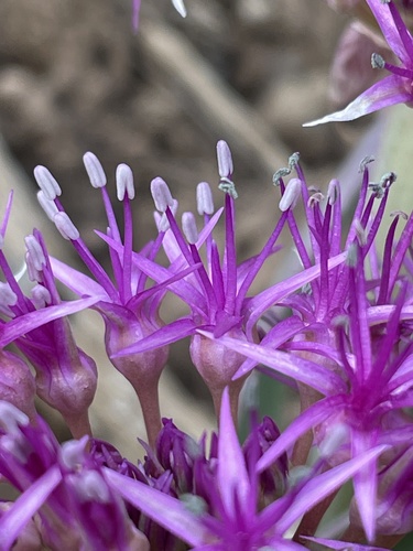 Allium platycaule (Broadstemmed onion) — photo