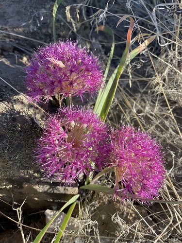 Allium platycaule