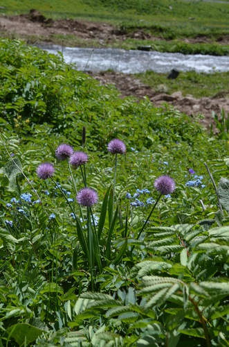 Allium platyspathum (Kamar) — photo