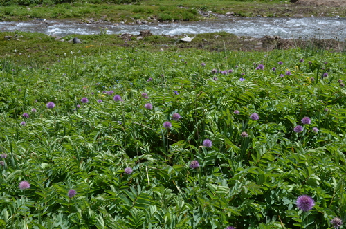 Allium platyspathum (Kamar) — photo