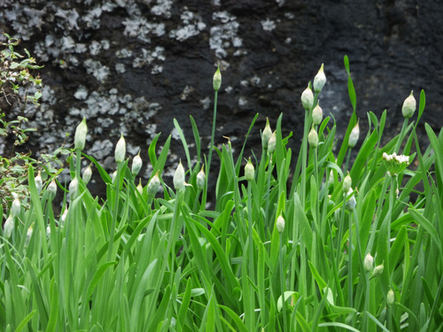 Allium plummerae (Tanner's canyon onion) — photo