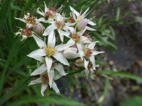 Allium plummerae (Tanner's canyon onion) — photo