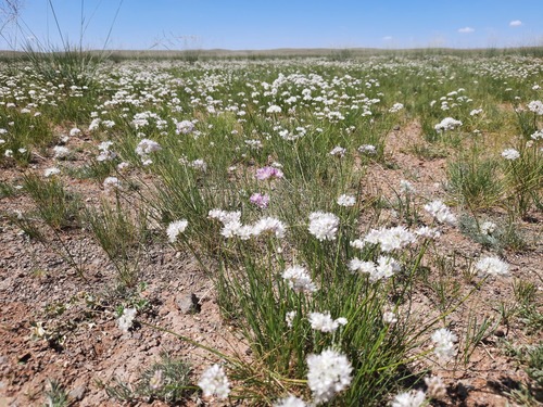 Allium polyrhizum (Taan) — photo