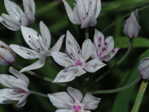Allium praecox (Early onion) — photo