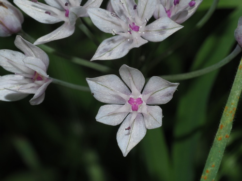 Allium praecox (Early onion) — photo