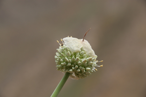 Allium praemixtum