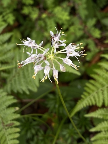 Allium prattii (Chhaphi) — photo