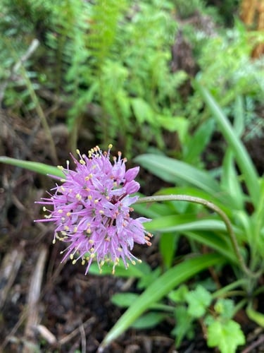 Allium prattii (Chhaphi) — photo