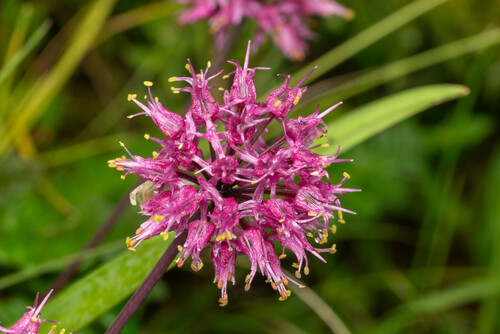 Allium prattii