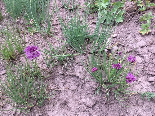 Allium przewalskianum (Przewalski's onion) — photo