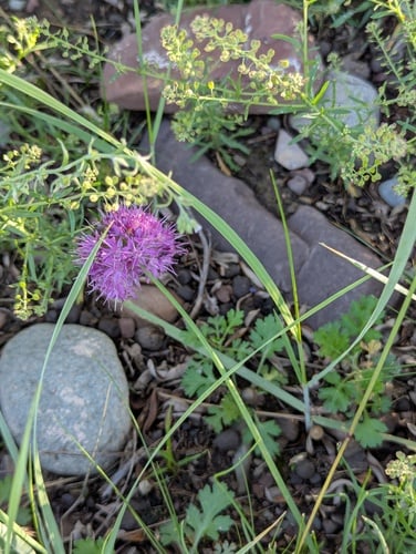 Allium przewalskianum (Przewalski's onion) — photo