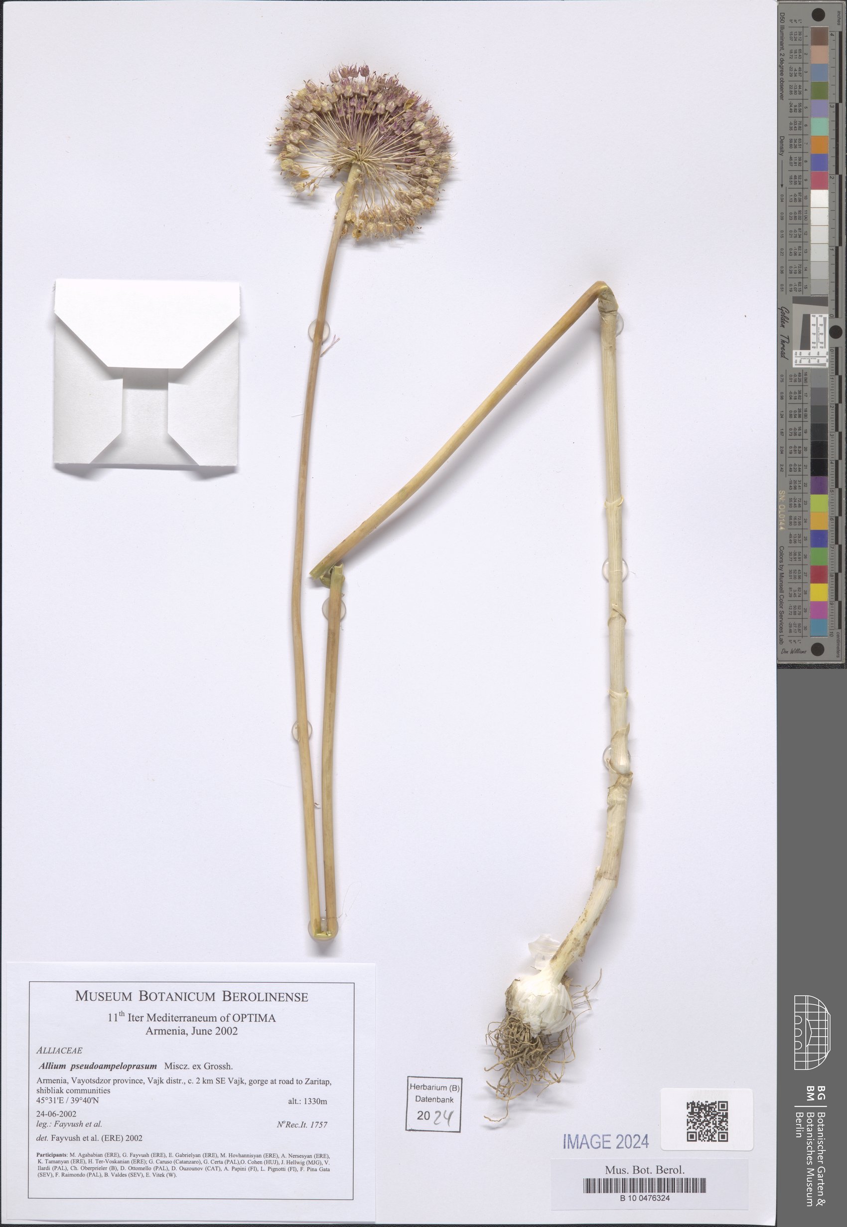 Allium pseudoampeloprasum — photo