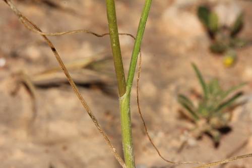 Allium pseudoflavum — photo
