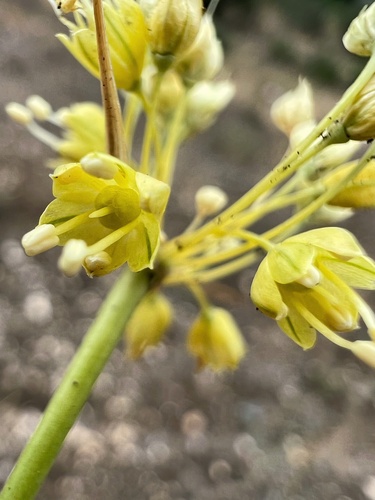 Allium pseudoflavum — photo