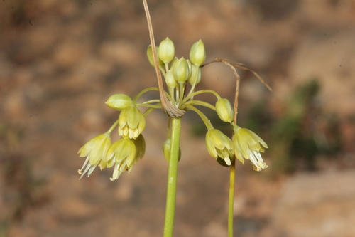 Allium pseudoflavum