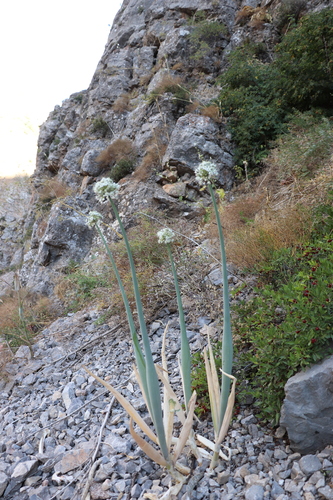 Allium pskemense (Uzbekistan thick stem onion) — photo