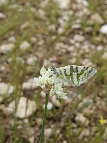 Allium qasyunense — photo