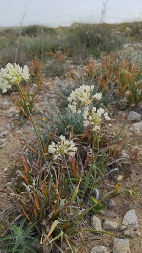 Allium qasyunense — photo