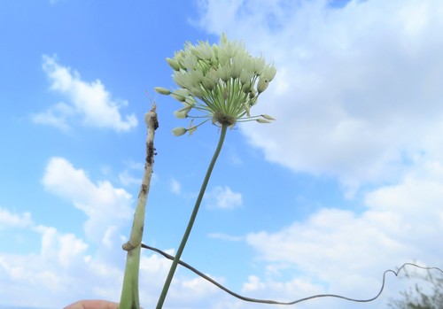 Allium qasyunense