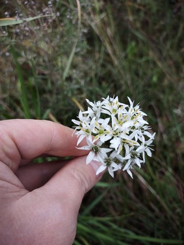 Allium ramosum (Fragrant onion) — photo