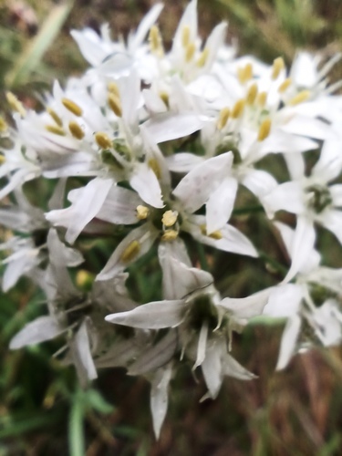 Allium ramosum (Fragrant onion) — photo