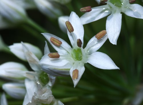 Allium ramosum