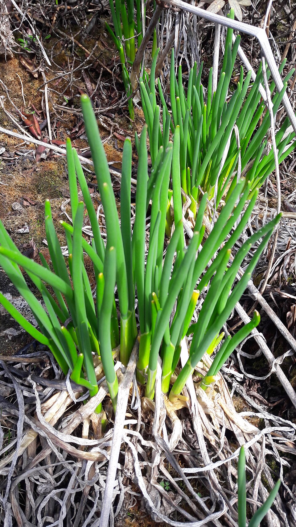 Allium rhabdotum — photo