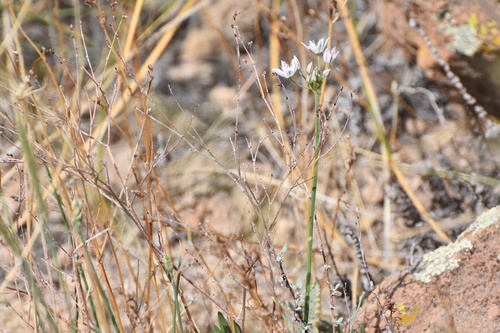 Allium rhizomatum (Ciboa) — photo