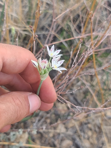 Allium rhizomatum (Ciboa) — photo