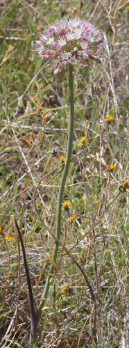 Allium robustum (Robust garlic) — photo