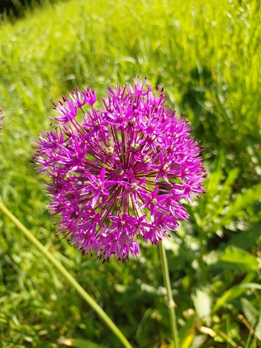 Allium rosenbachianum — photo