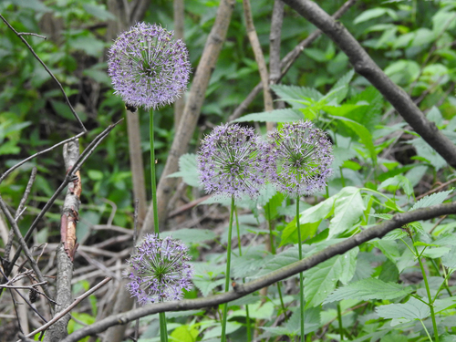 Allium rosenbachianum