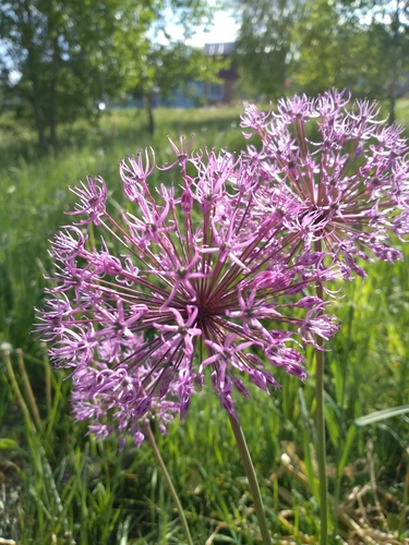 Allium rosenorum — photo