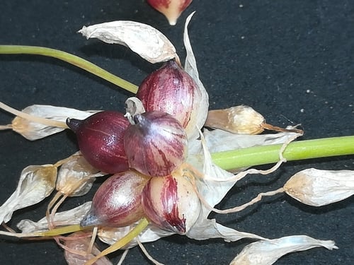 Allium roseum (Rosy Garlic) — photo