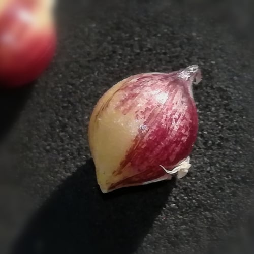 Allium roseum (Rosy Garlic) — photo