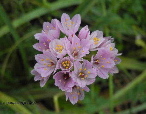 Allium roseum