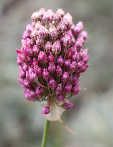 Allium rotundum (Purple flowered garlic) — photo