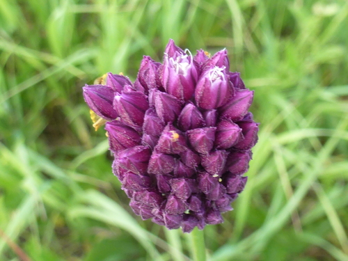 Allium rotundum (Purple flowered garlic) — photo