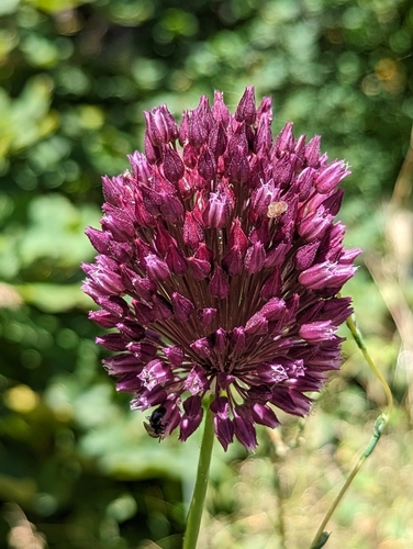 Allium rotundum