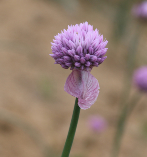 Allium rubellum (Himalayan onion) — photo