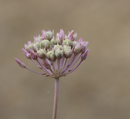 Allium rubellum (Himalayan onion) — photo